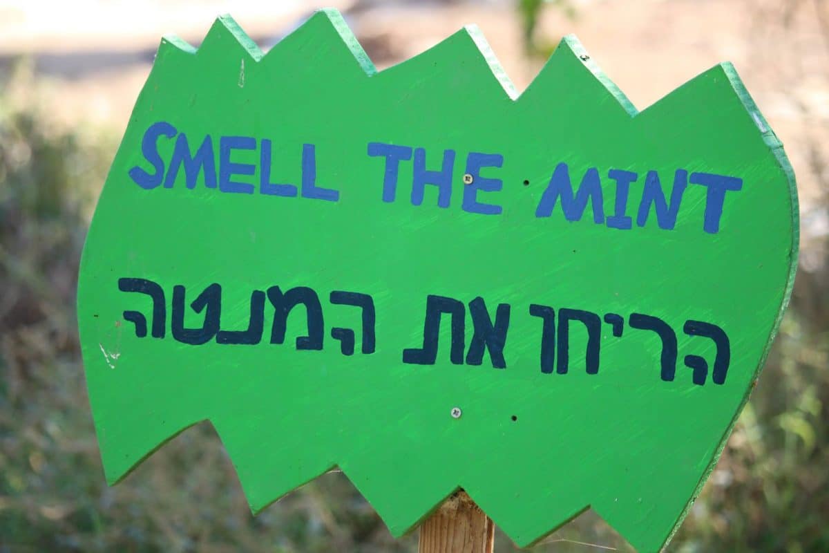 אקו כיף 2